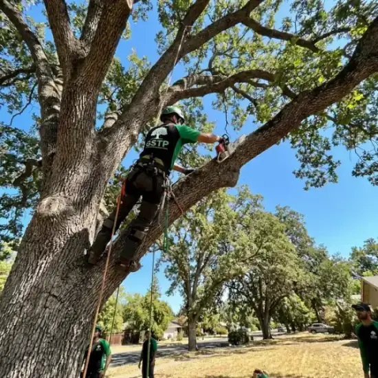 Climber working in a tree with a chainsaw