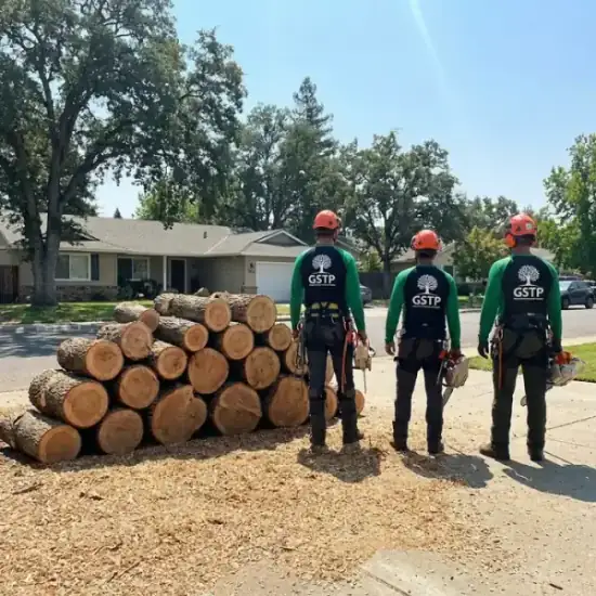 Stacked logs after a tree removal